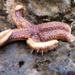 Common starfish at Ryhope