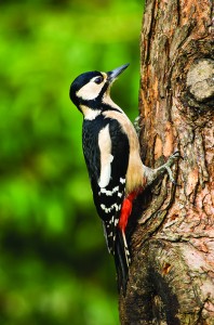 Great spotted woodpecker