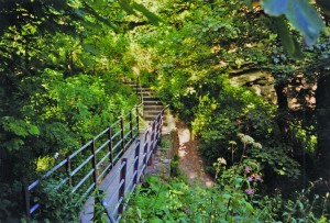 Hawthorn dene path