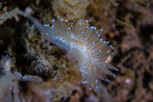 Crystal Sea Slug