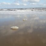 sea foam on the tide